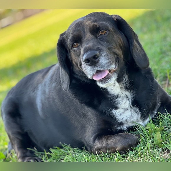 Meet your Posher, Rachael and Rey - Picture 4 of 7